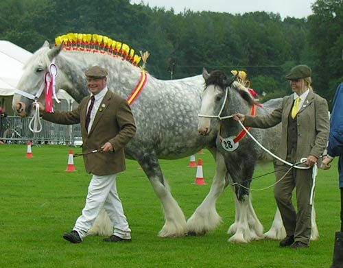 Burwarton Show Champions 2011