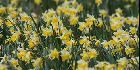 Kempley Daffodils
