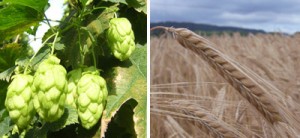 hops and barley for Butty Bach