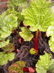 Rhubarb Crowns