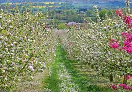 Herefordshire Orchards