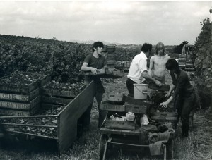 Clive Fruit Farm Harvest