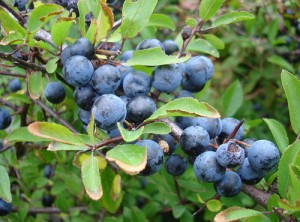 sloes for sloe gin