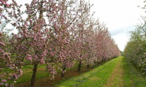 Dragon Orchards Blossom Trees